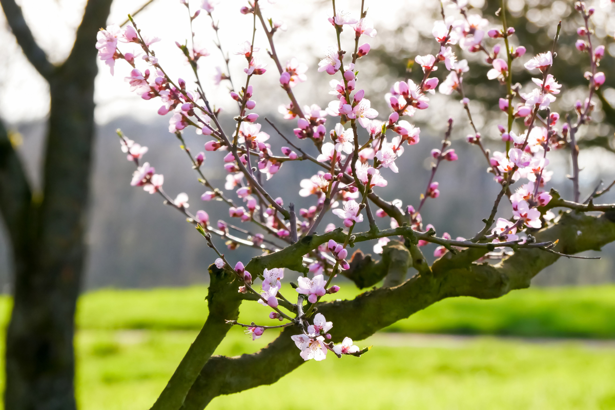 Kirschblüten