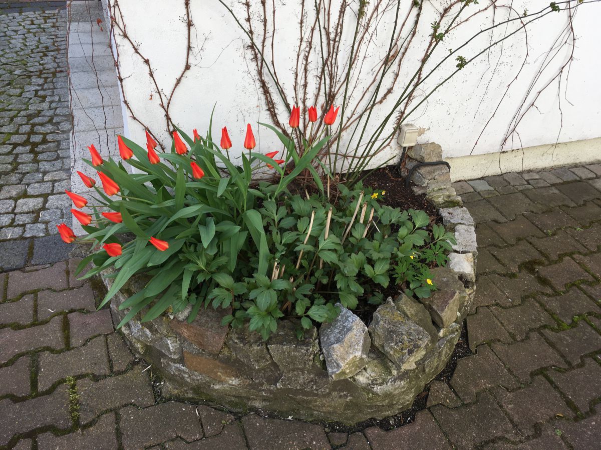 Tulpen verschlossen